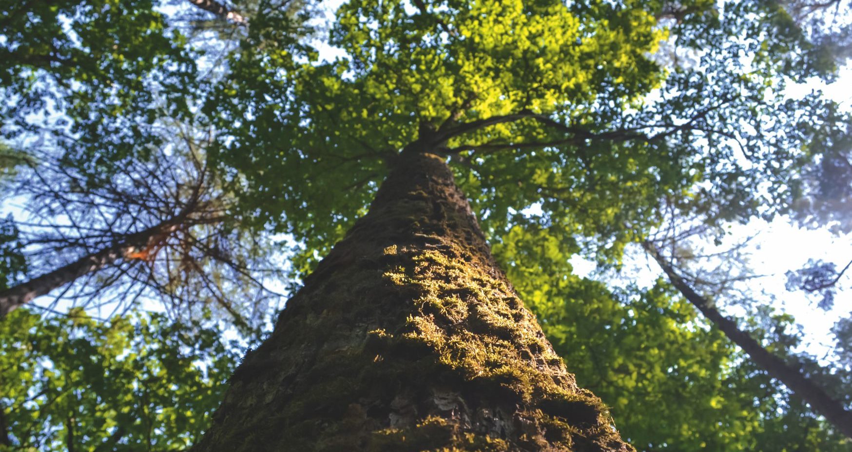cropped-Baum2.jpg
